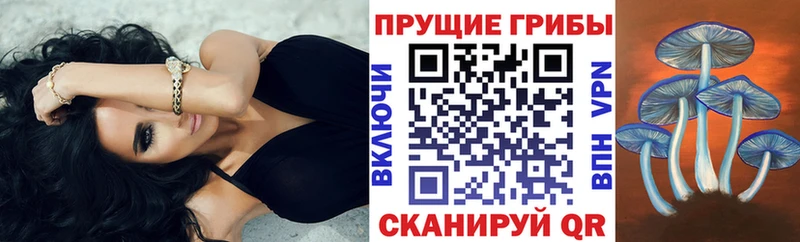 где найти наркотики darknet наркотические препараты Псилоцибиновые грибы Magic Shrooms Павловск